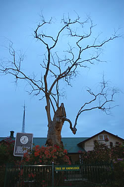 Tree of Knowledge in 2007 after being poisoned in 2006